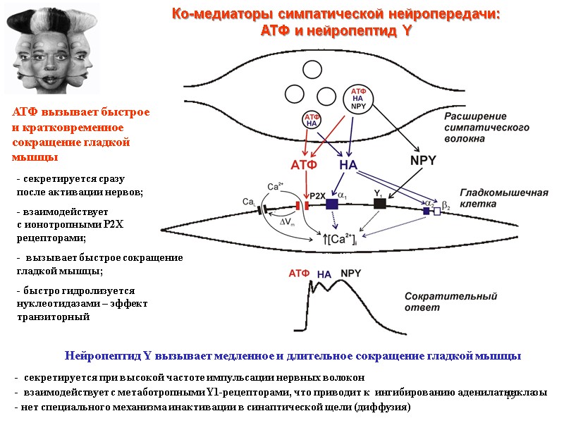 19 Ко-медиаторы симпатической нейропередачи: АТФ и нейропептид Y АТФ вызывает быстрое и 19 Ко-медиаторы симпатической нейропередачи: АТФ и нейропептид Y АТФ вызывает быстрое и